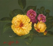 Roses D Or and Rosa Gallica