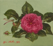 Roses Pink Mme Isaac Pereire
